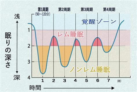 睡眠中|睡眠のメカニズム 